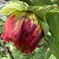 Anne Rose klon Irland IMG_0788